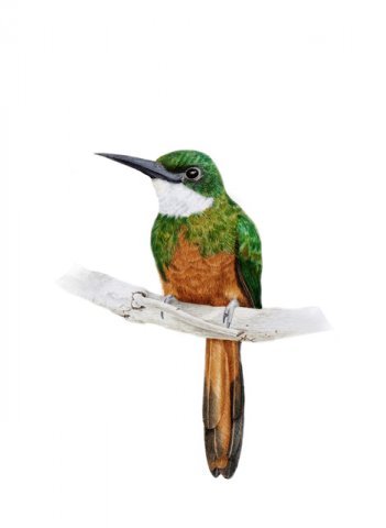 galbula ruficauda wg